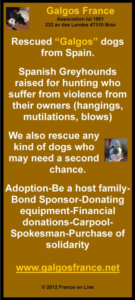 Galgos France, rescue dogs in France, adopt a dog rescue dog in France, Spain Glagos dogs rescue