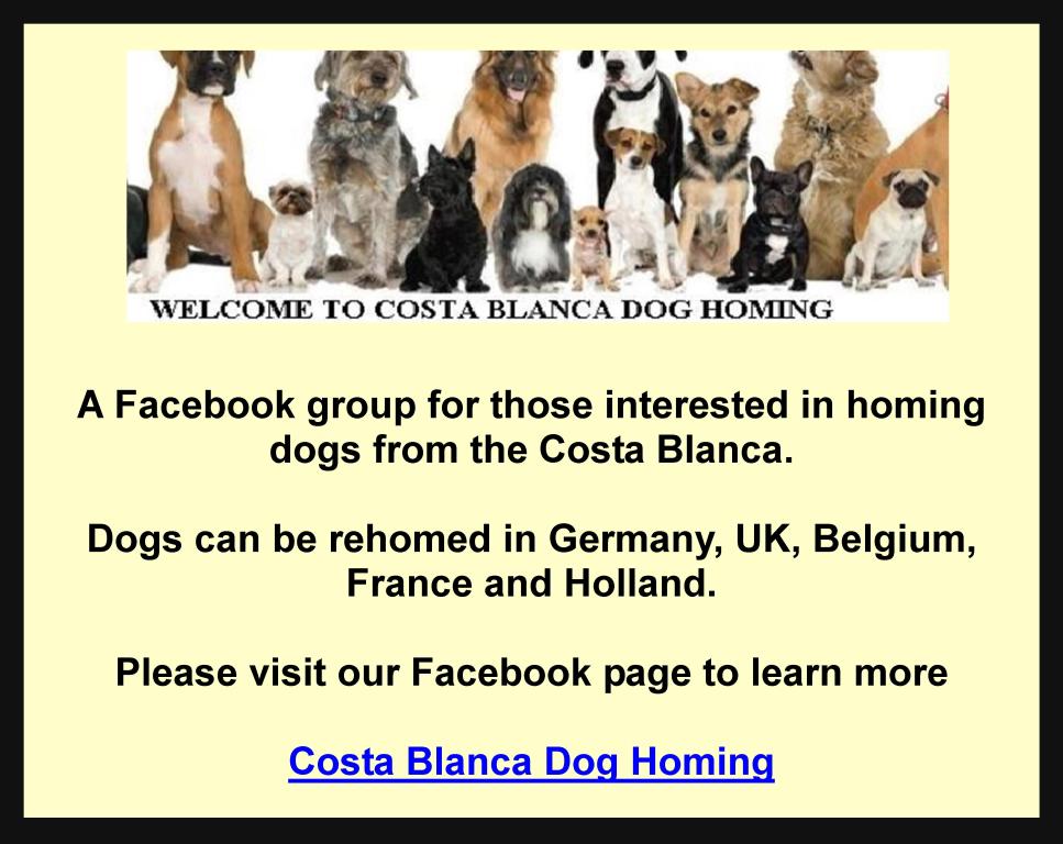 Costa Blanca Dog Homing,Germany,UK,Belgium,France,Holland
