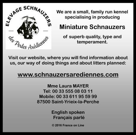 Schnauzers,miniature,kennel,breeders,puppies,St Yrieix le Perche,Haute Vienne,Limousin,elevage
